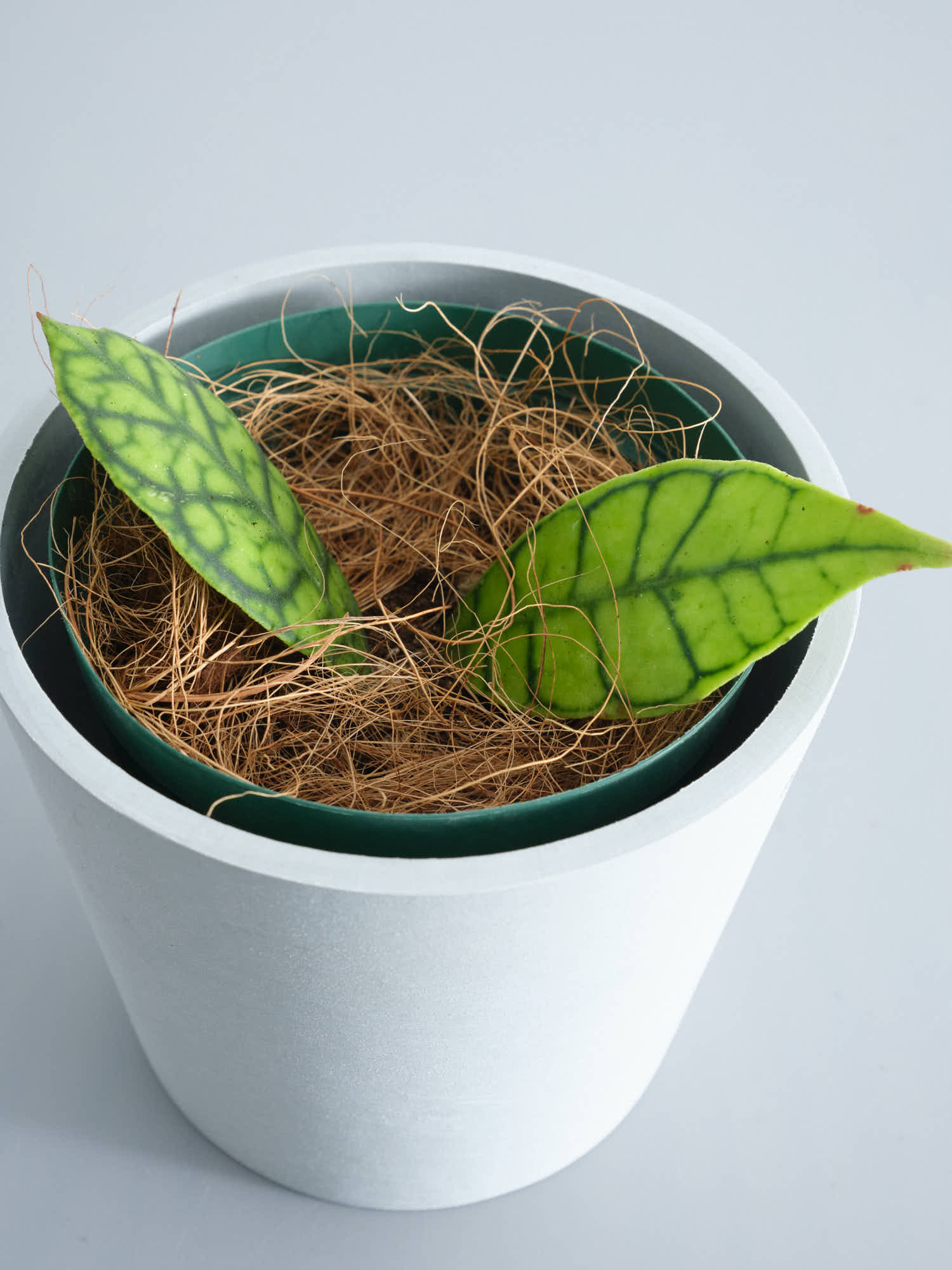 ホヤ・カリストフィラ 双葉 Table-M | 観葉植物の通販 AND PLANTS