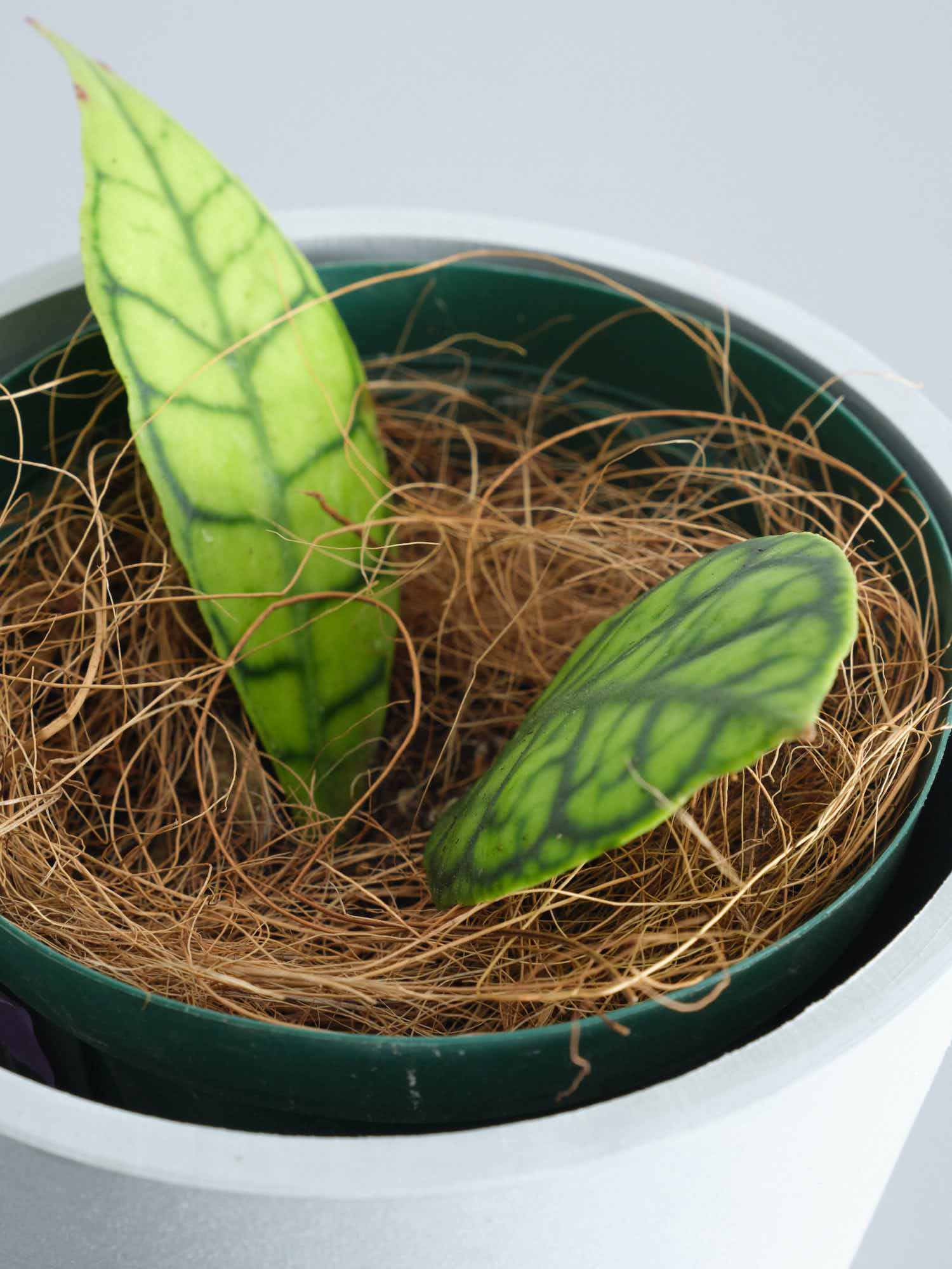 ホヤ・カリストフィラ 双葉 Table-M | 観葉植物の通販 AND PLANTS