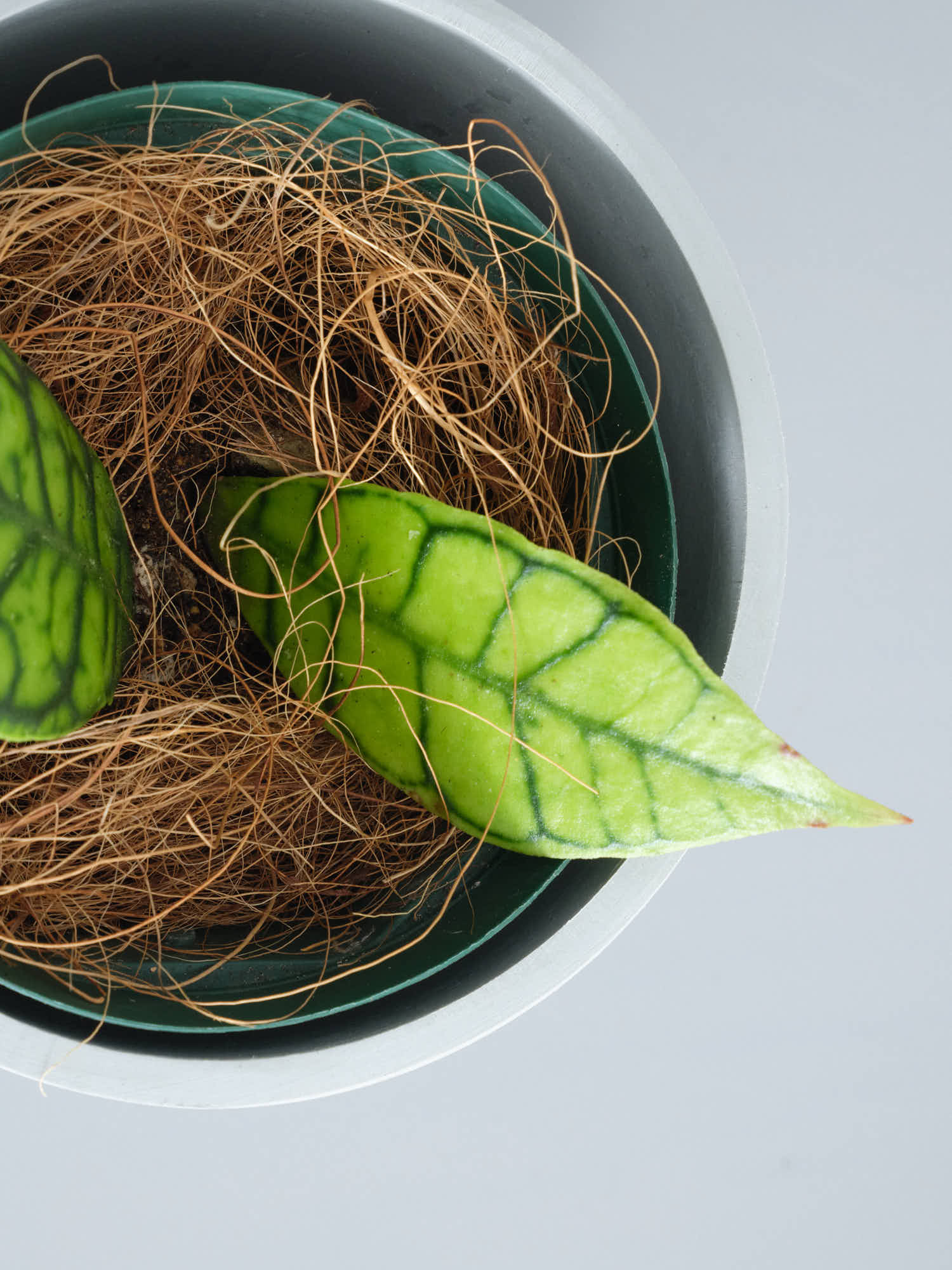 ホヤ　カリストフィラ　大型 ホヤ カリストフィラ 大型