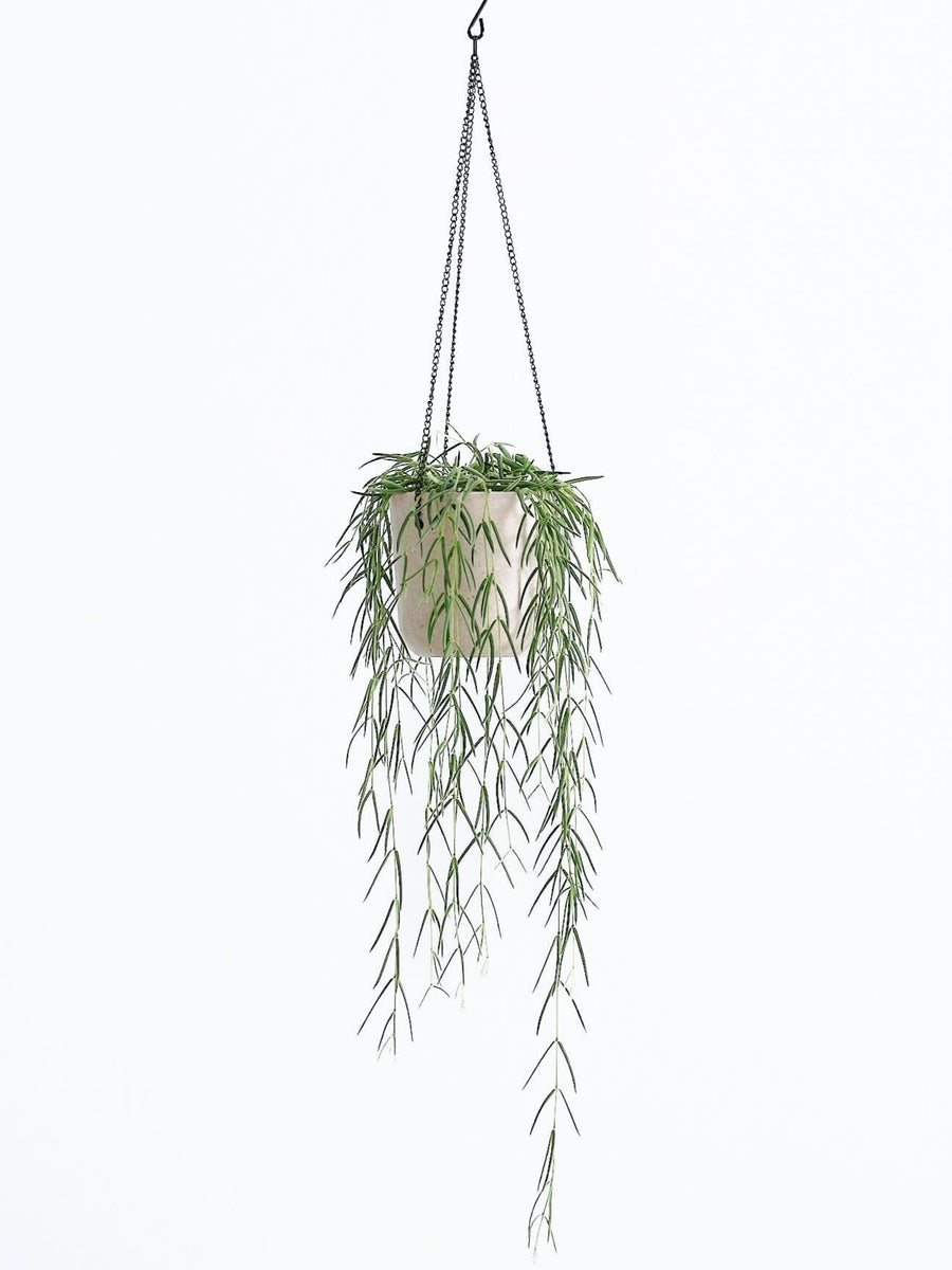 ホヤ・リネアリス | 観葉植物の通販 AND PLANTS (アンドプランツ)