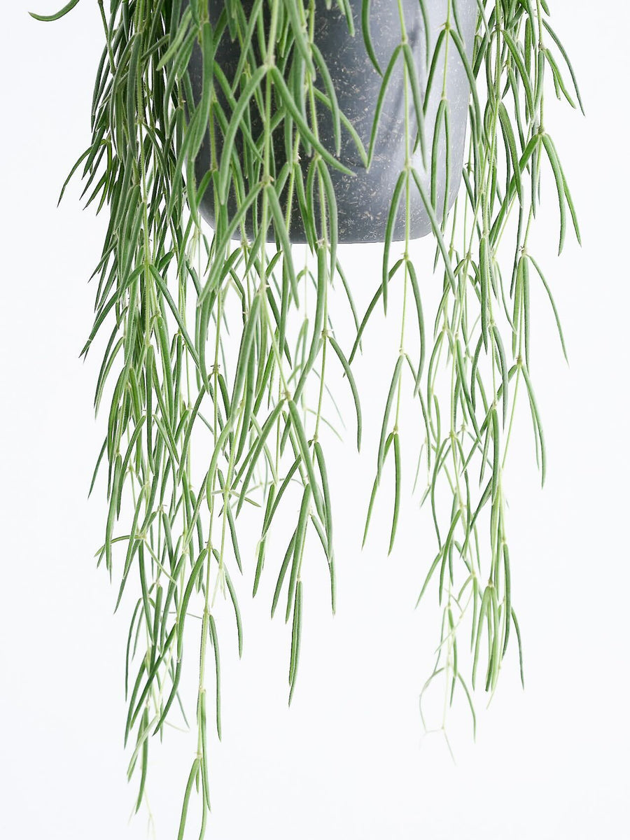 ホヤ リネアリス 4寸 (Hoya linearis) ホヤ 4号吊り鉢 の通販公式 大阪
