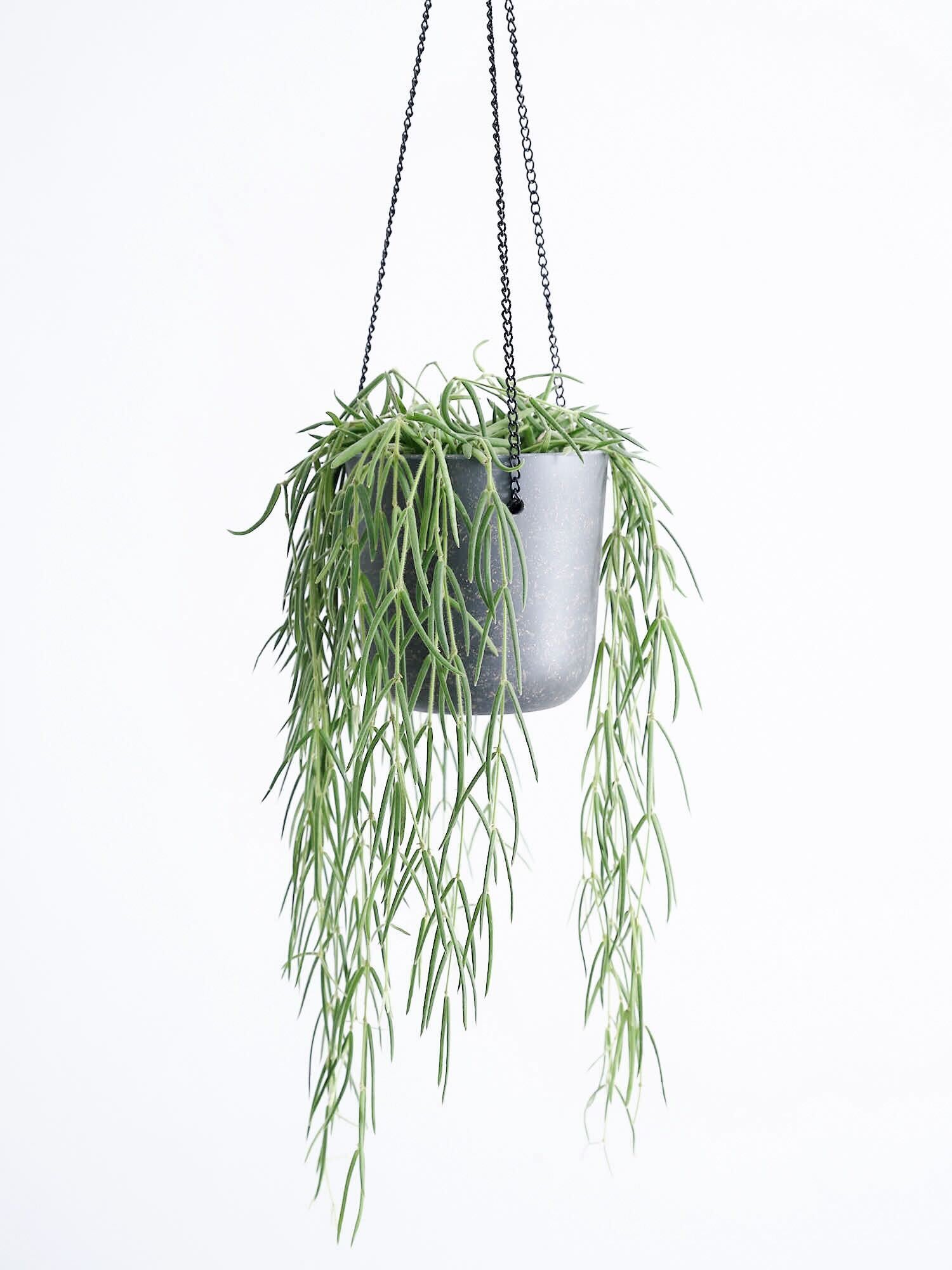 訳ありセールホヤ リネアリス Hoya linearis 大苗85cm 2026年最新】ホヤ リネアリスの人気アイテム - メルカリ