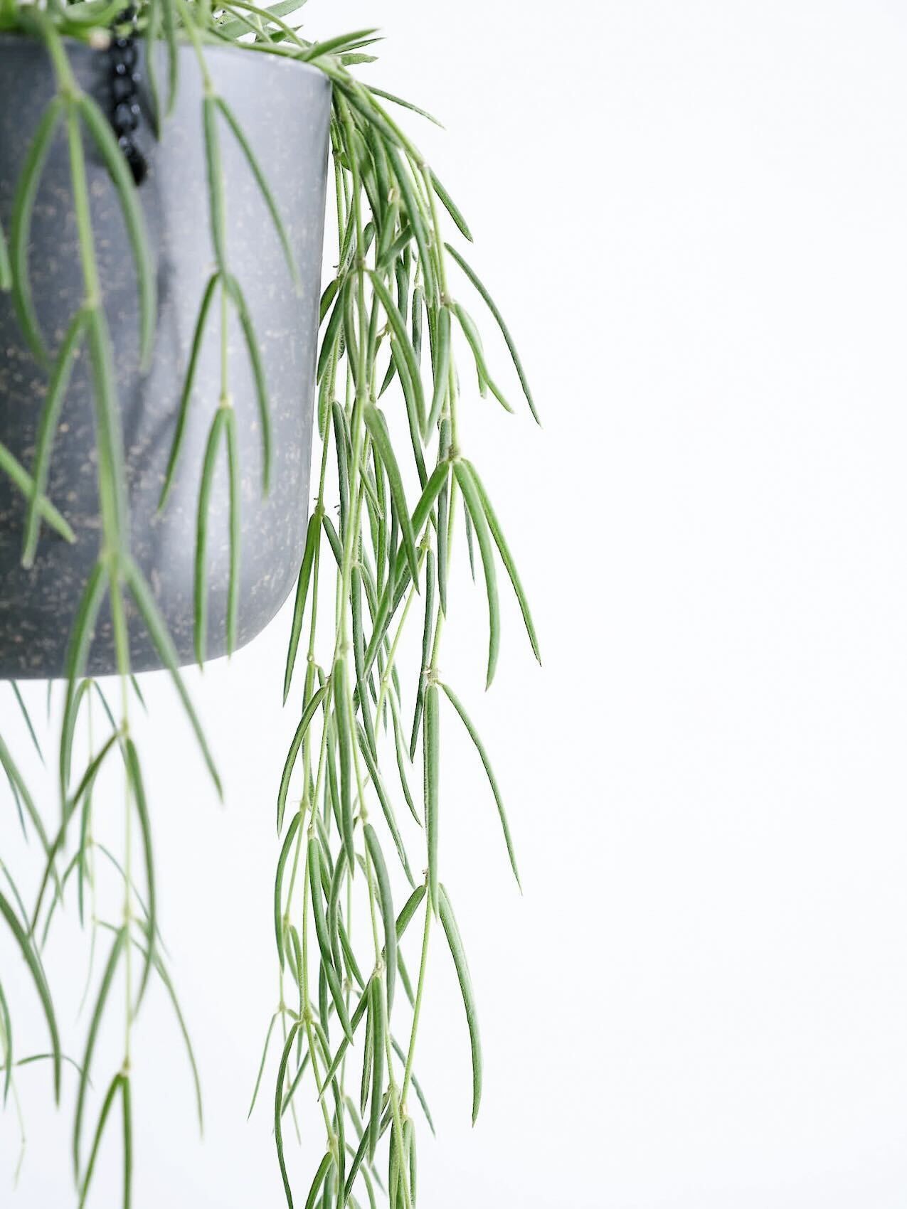 ホヤ・リネアリス -ハンギング- | 観葉植物の通販 AND PLANTS (アンド