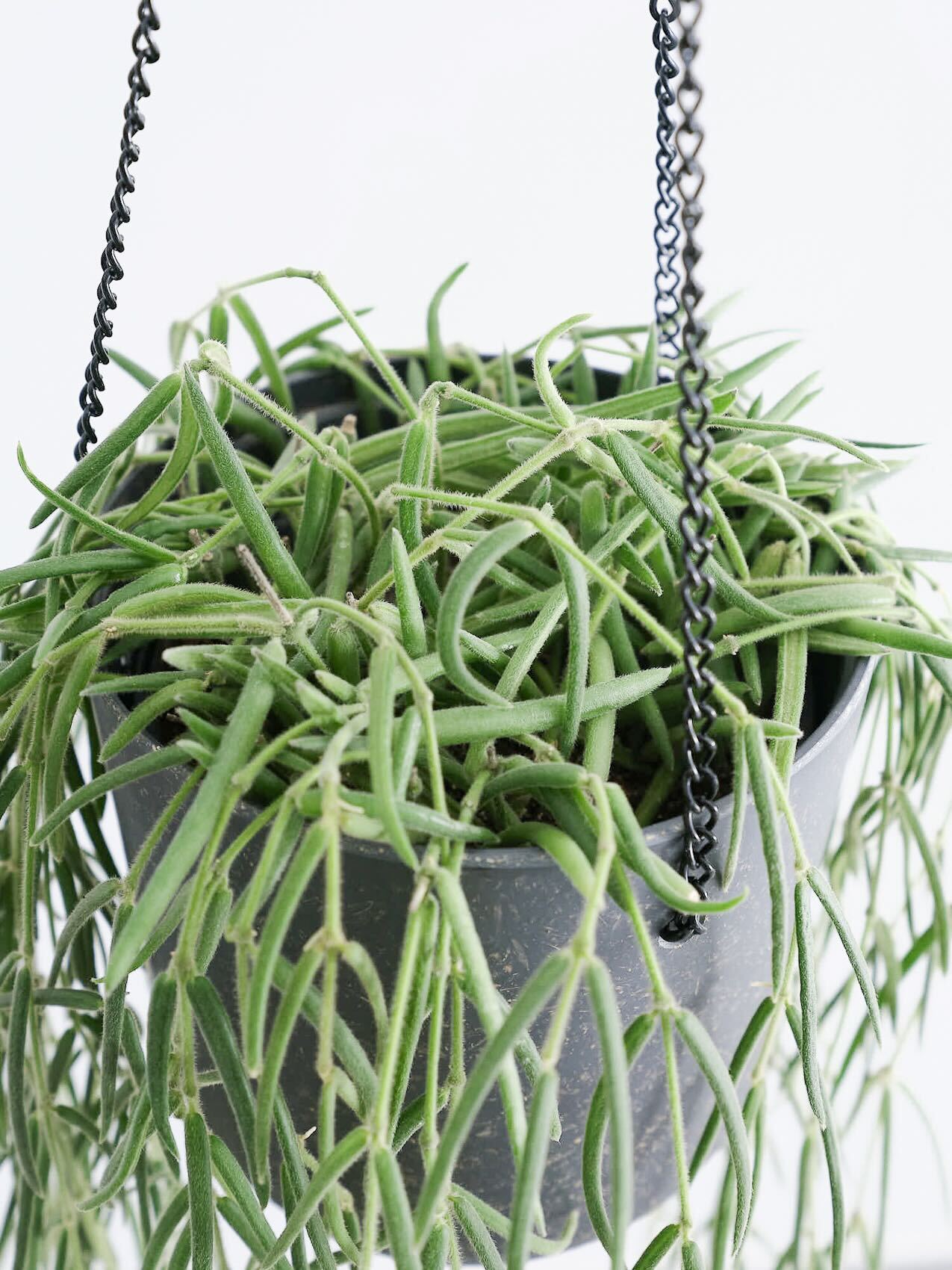 ホヤ・リネアリス -ハンギング- | 観葉植物の通販 AND PLANTS (アンド