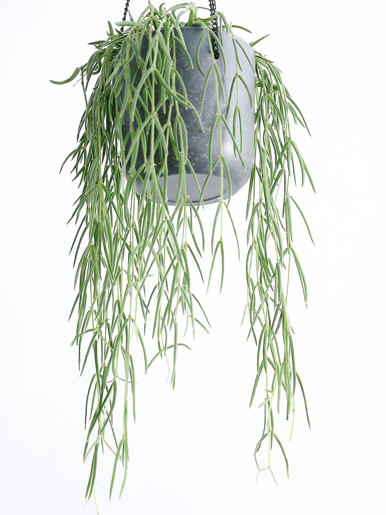 ホヤ・リネアリス -ハンギング- | 観葉植物の通販 AND PLANTS (アンド