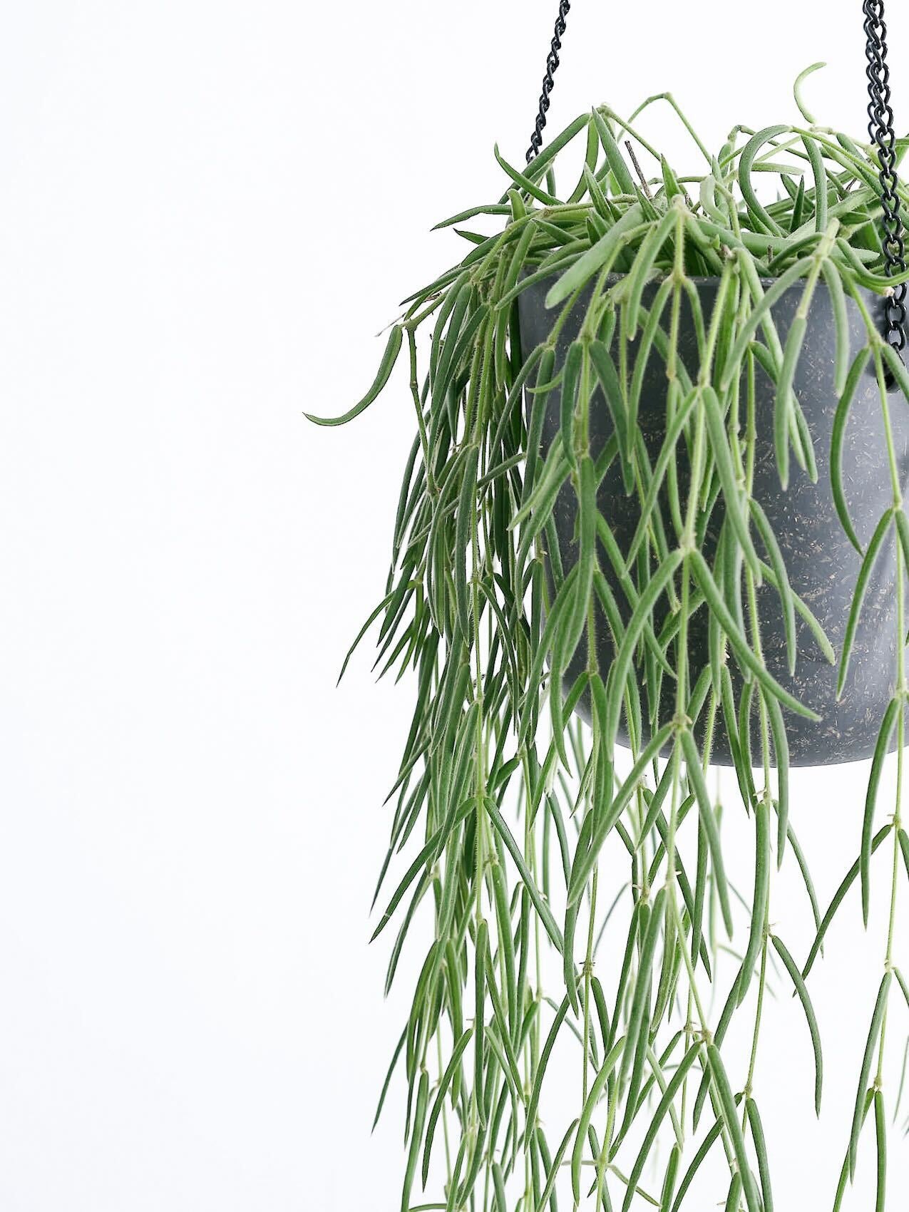 ホヤ・リネアリス -ハンギング- | 観葉植物の通販 AND PLANTS (アンド
