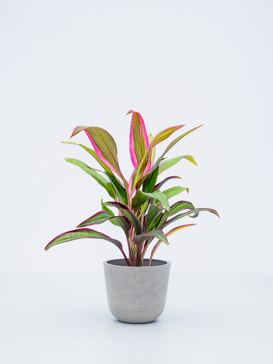 コルジリネ・オーストラリス・レッドスター | 観葉植物の通販 AND