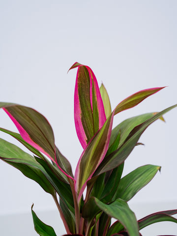 【ハイドロカルチャー】コルジリネ・レッドエッジ Table-S