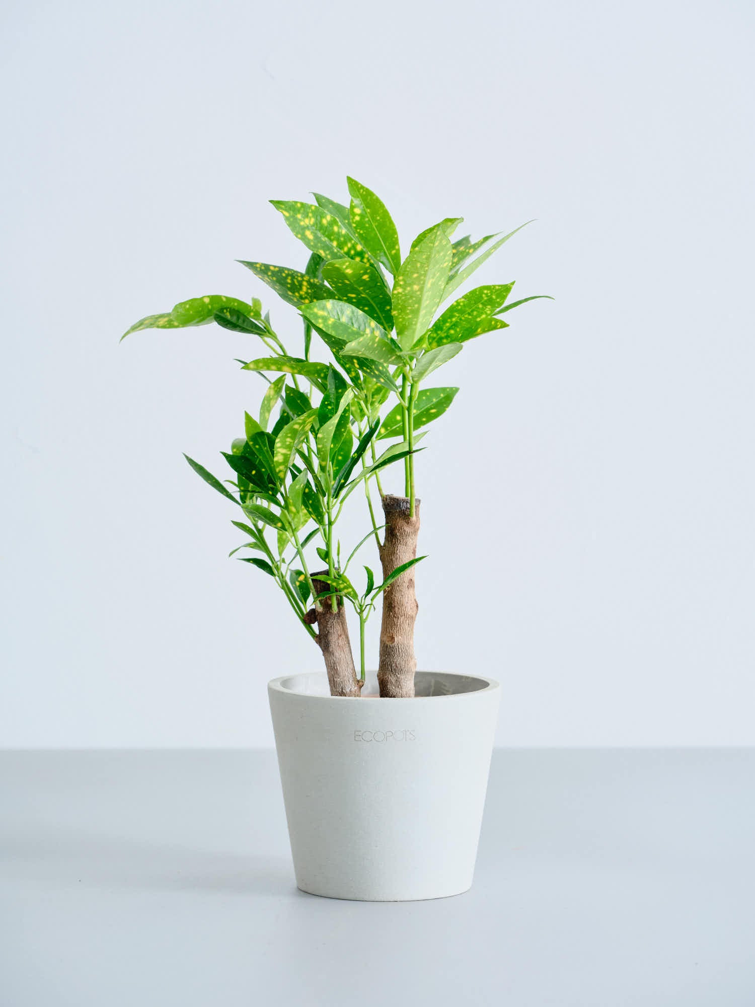 観葉植物A ハイドロカルチャー】クロトン・アキュビフォリア Table-S