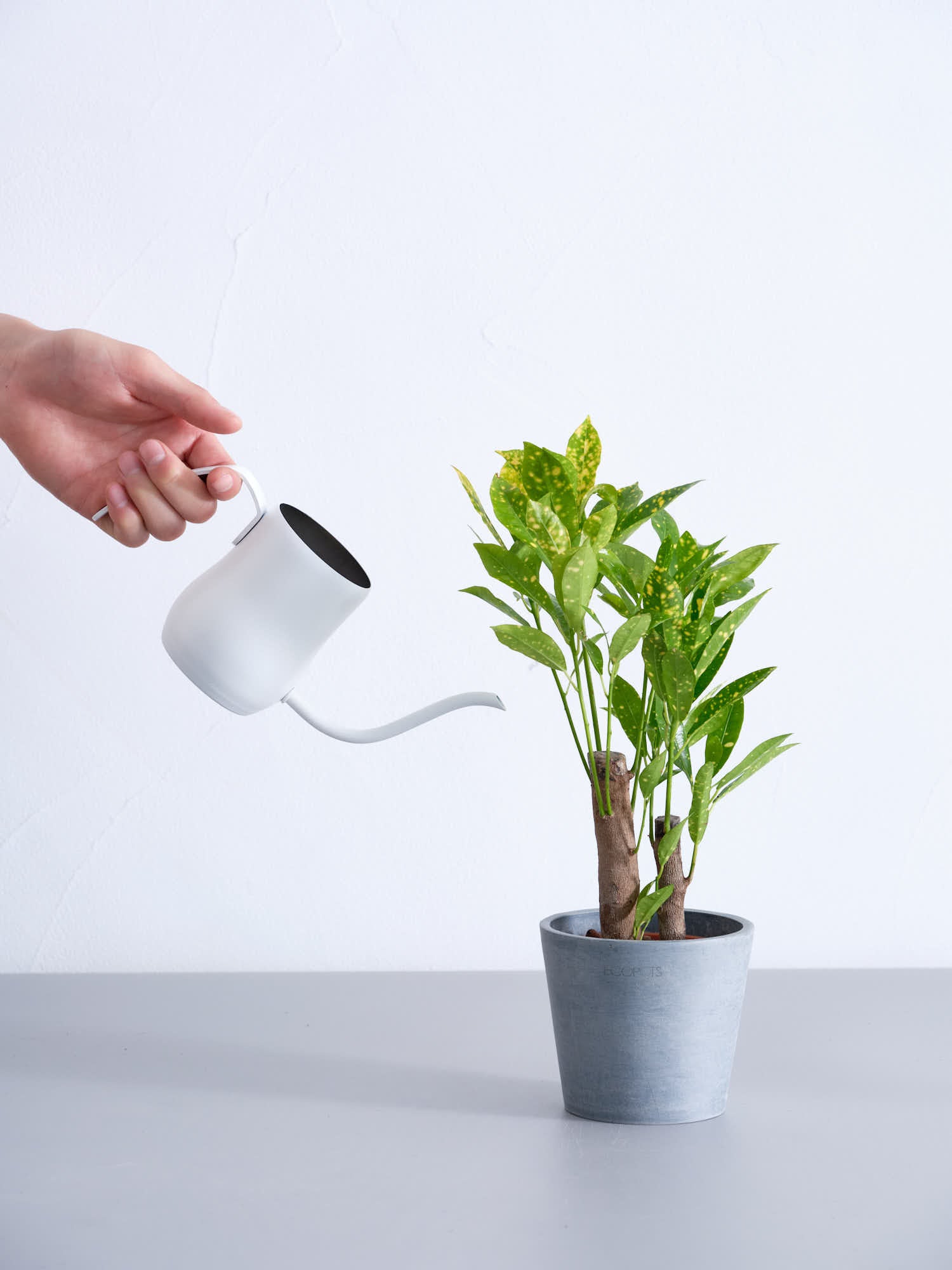 ハイドロカルチャー】クロトン・アキュビフォリア Table-S