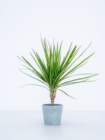 【ハイドロカルチャー】コンシンネ・マジナータ  Table-S