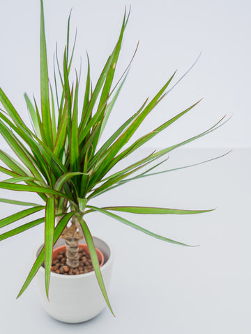 【ハイドロカルチャー】コンシンネ・マジナータ  Table-S