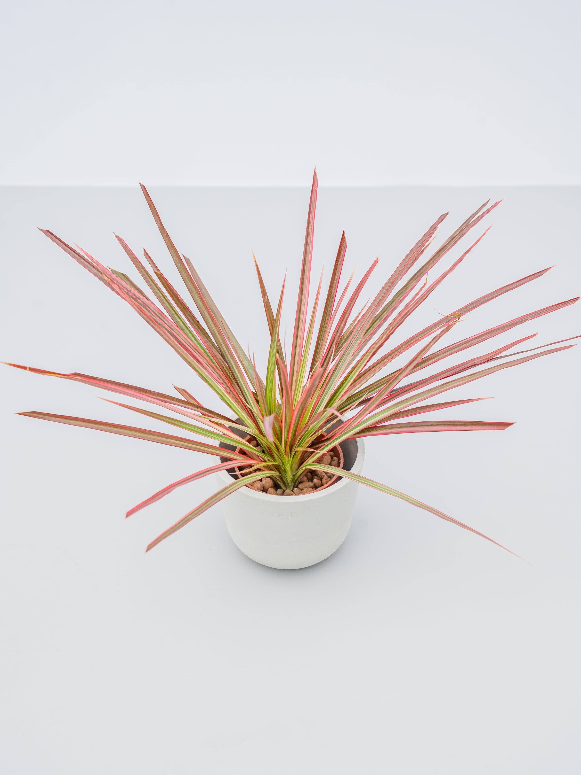 ハイドロカルチャー】コンシンネ・レインボー Table-S | 観葉植物の