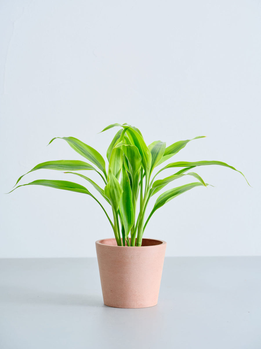 ドラセナ 3号 | 観葉植物の通販 AND PLANTS (アンドプランツ)