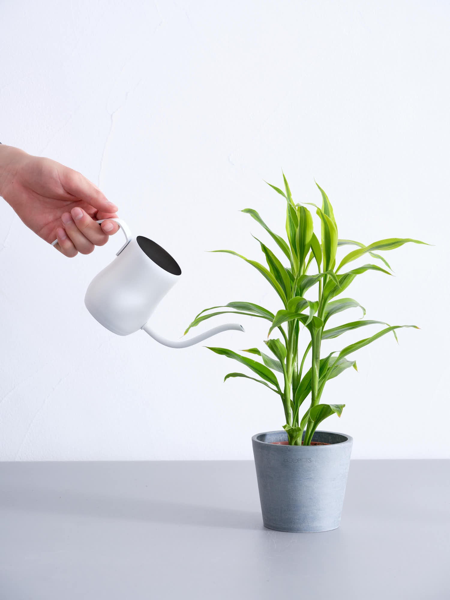 ハイドロカルチャー】ドラセナ・サンデリアーナ・ゴールドTable-S