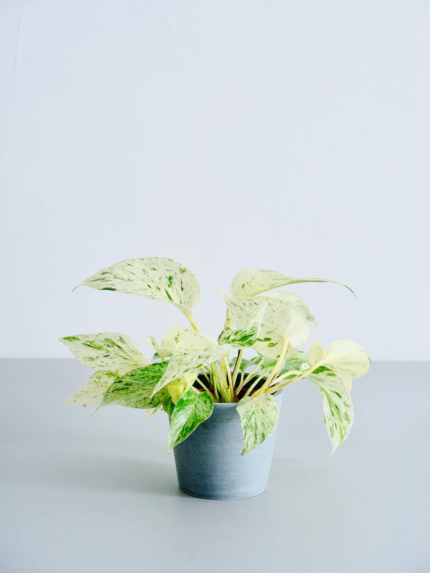 ポトス | 観葉植物の通販 AND PLANTS (アンドプランツ)