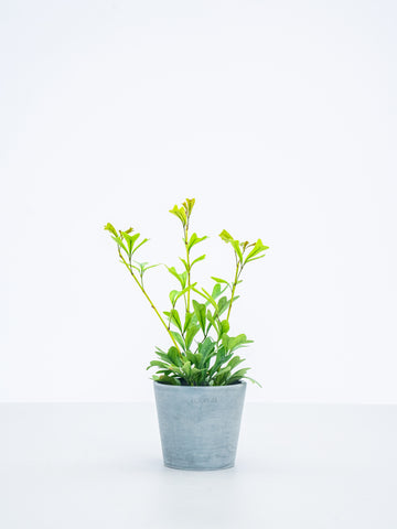 【ハイドロカルチャー】シェフレラ・エマルギナタ Table-S