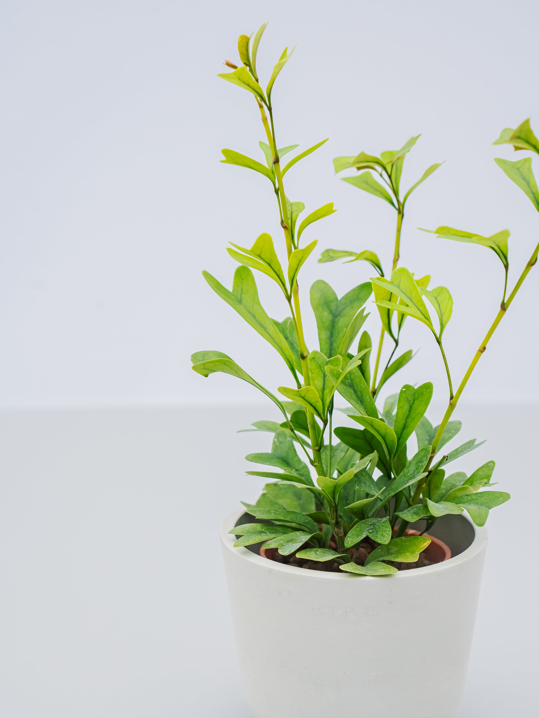 ハイドロカルチャー】シェフレラ・エマルギナタ Table-S | 観葉植物の
