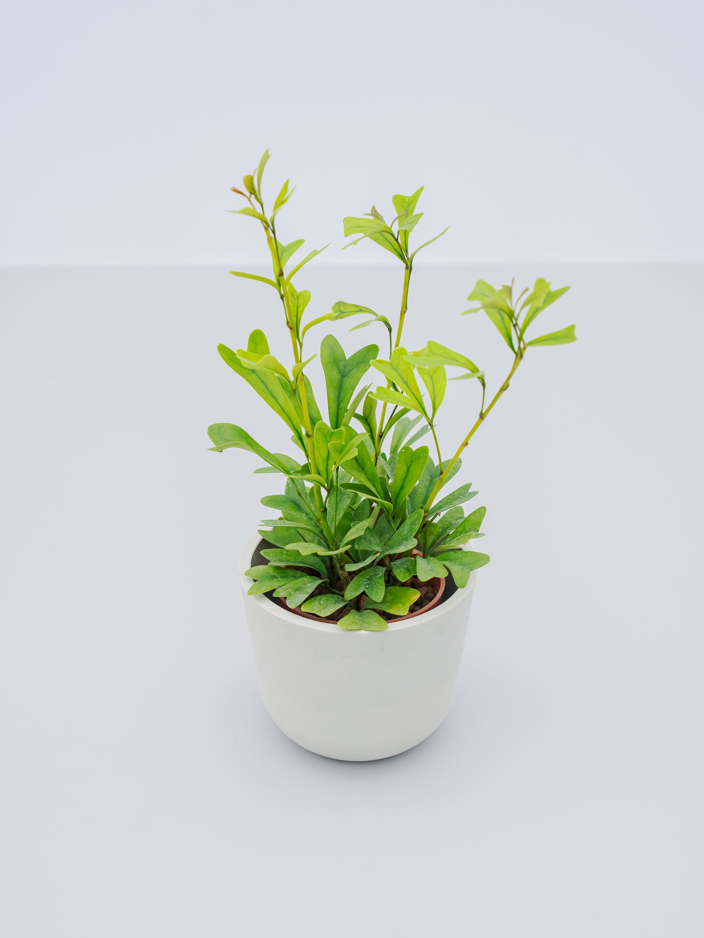 ハイドロカルチャー】シェフレラ・エマルギナタ Table-S | 観葉植物の