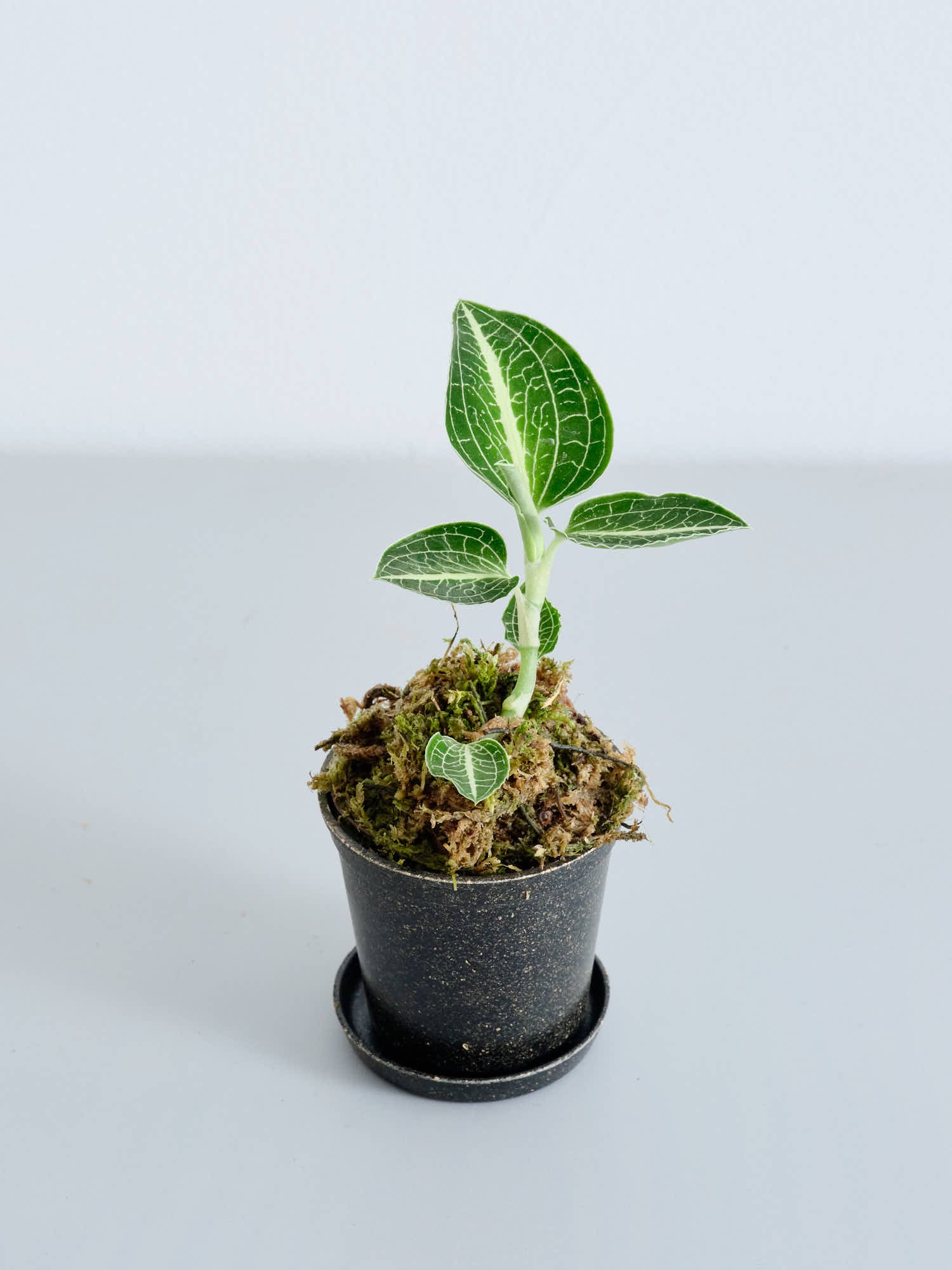 ジュエルオーキッド（アネクトキルス ロクスバーギー）Baby | 観葉植物