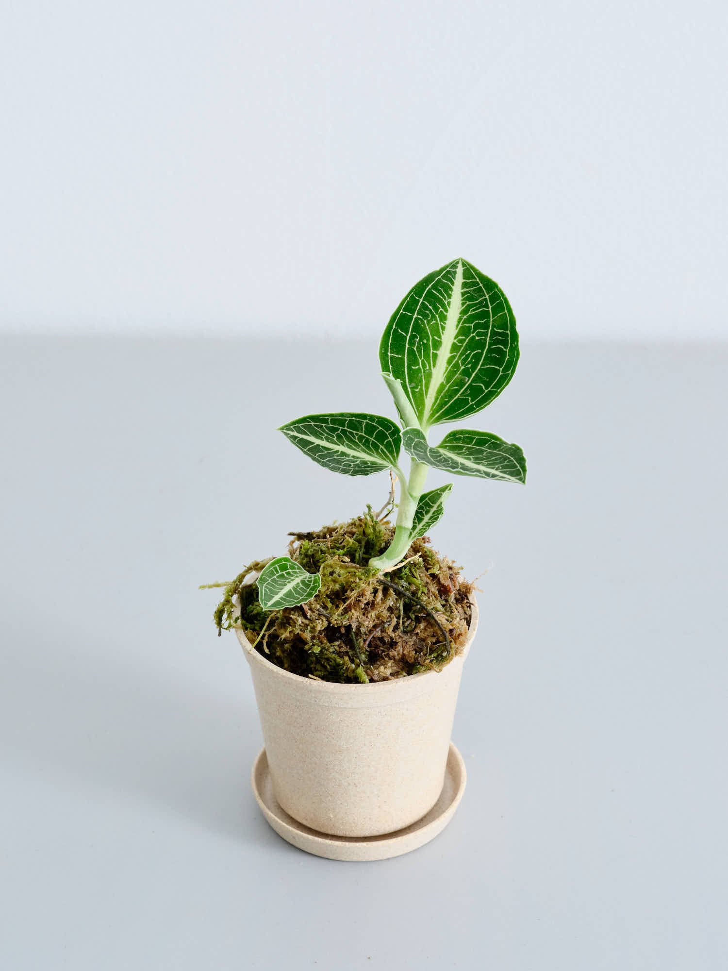 ジュエルオーキッド（アネクトキルス ロクスバーギー）Baby | 観葉植物