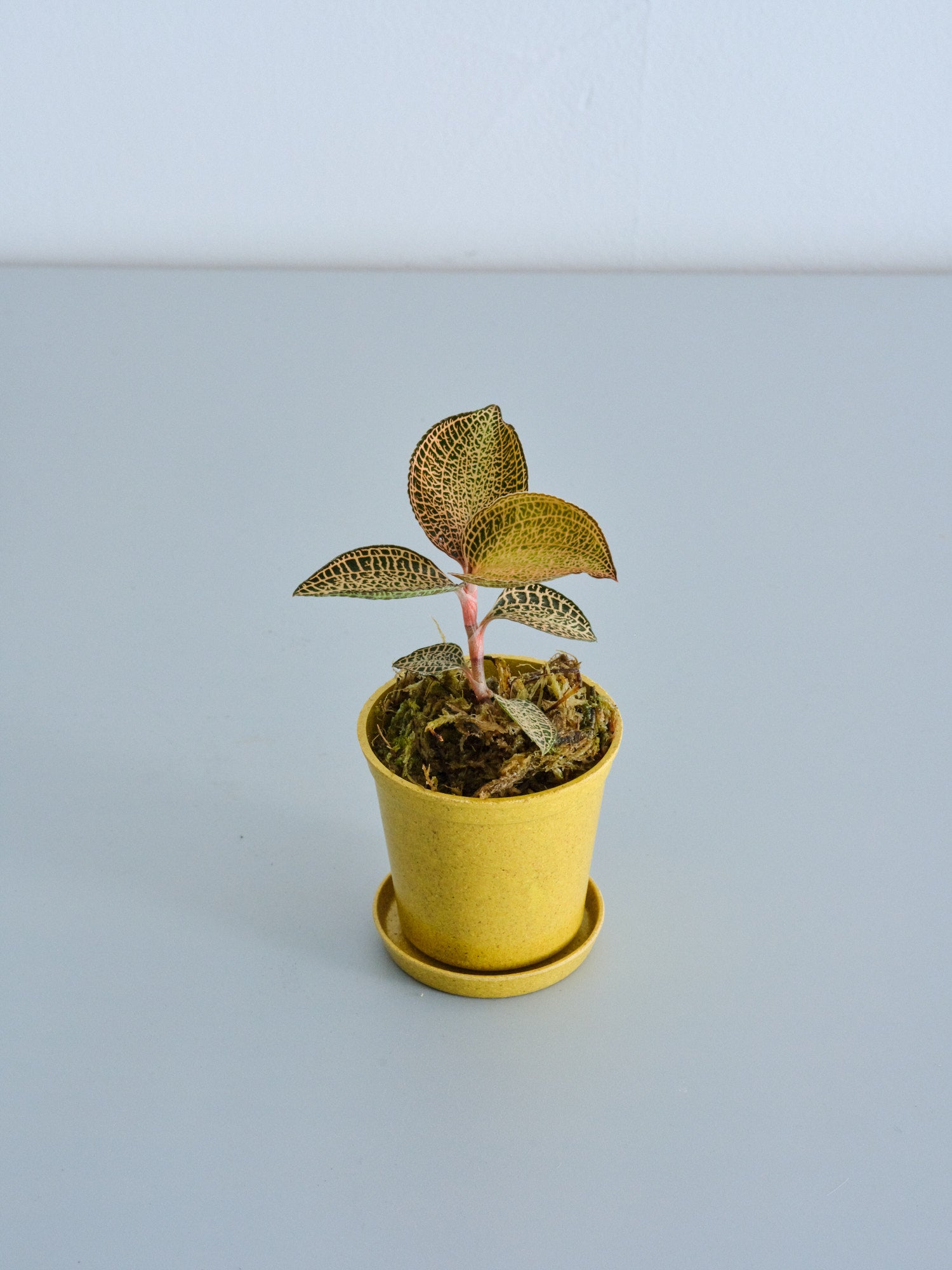 ジュエルオーキッド（アネクトキルス ロクスバーギー ゴールドベイン