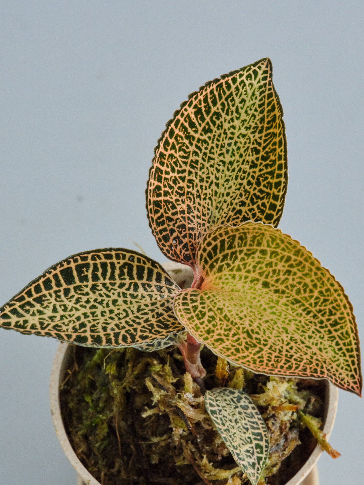 ジュエルオーキッド（アネクトキルス ロクスバーギー ゴールドベイン