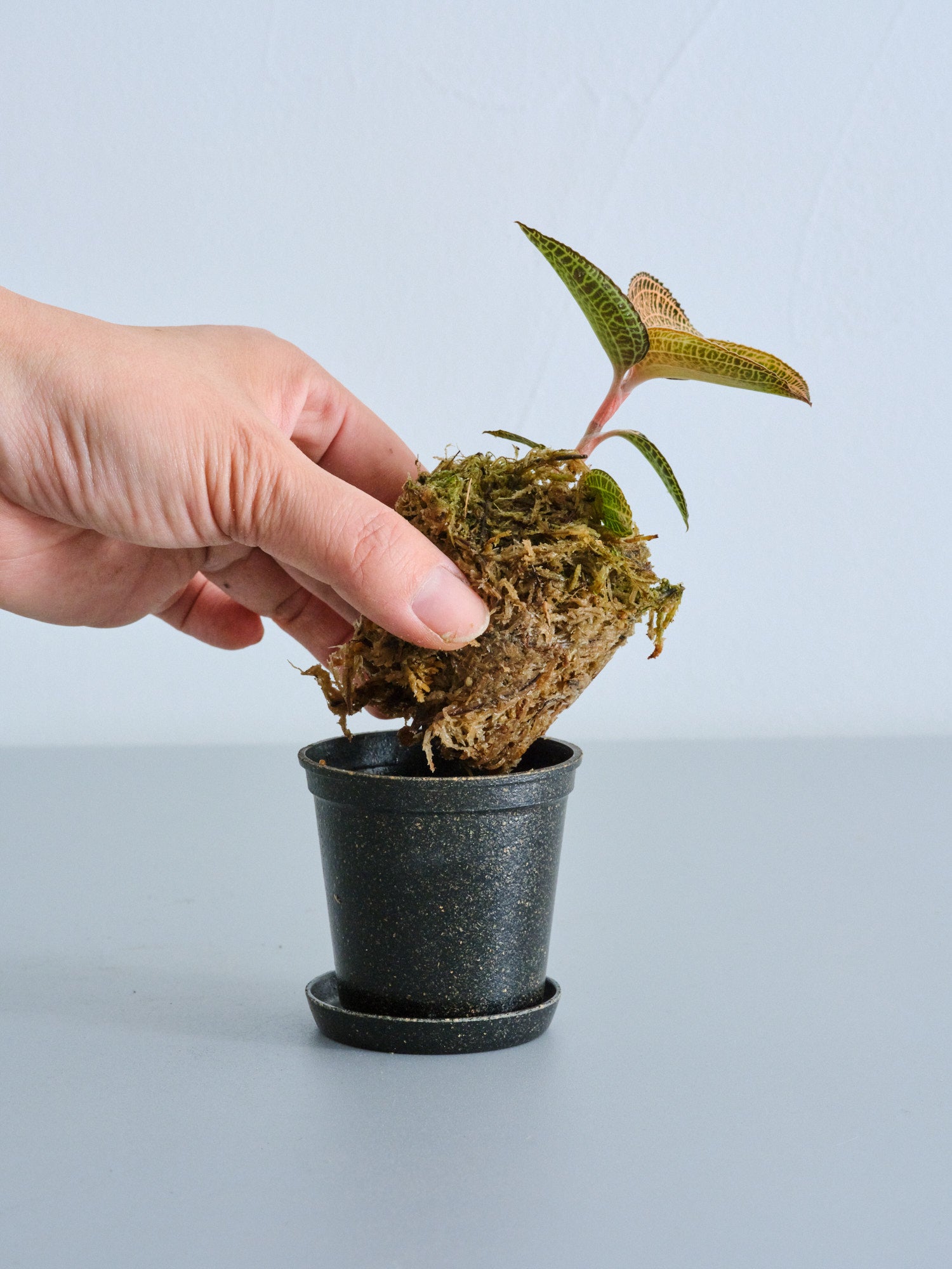 アネクトキルスロクスバーギーゴールドベイン ジュエルオーキッド　良大株 Anoectochilus roxburghii Gold Vein Type / ジュエルオーキッド