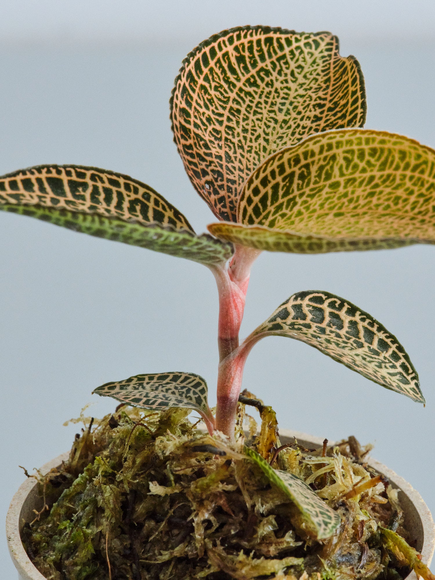 ジュエルオーキッド（アネクトキルス ロクスバーギー ゴールドベイン