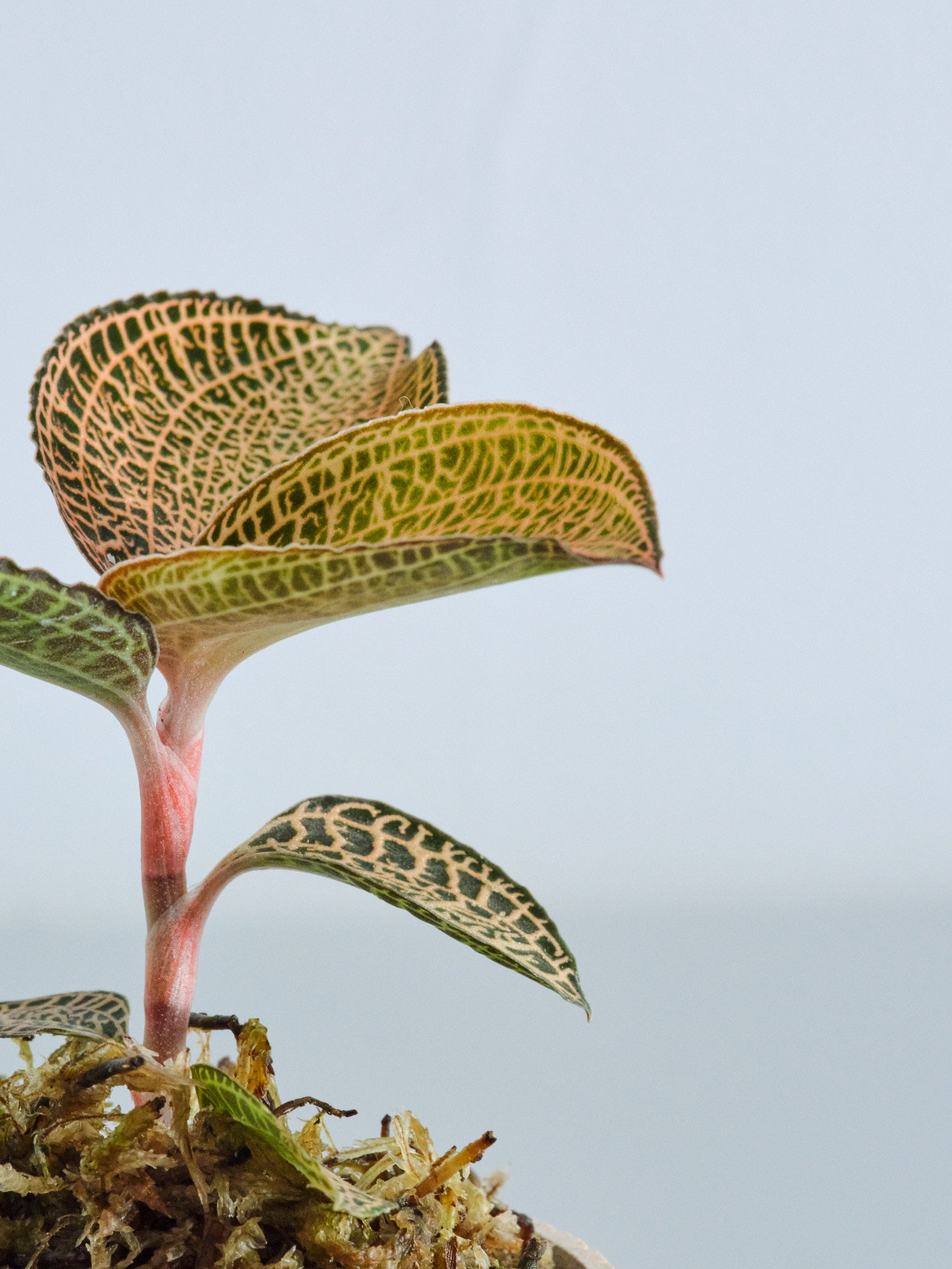 ジュエルオーキッド（アネクトキルス ロクスバーギー ゴールドベイン