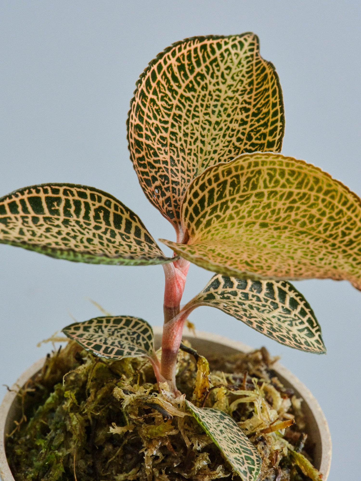 ジュエルオーキッド（アネクトキルス ロクスバーギー ゴールドベイン