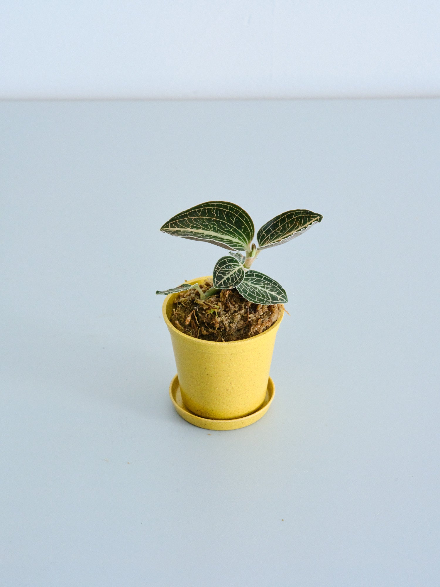 ジュエルオーキッド（アネクトキルス ロクスバーギー ローズゴールド