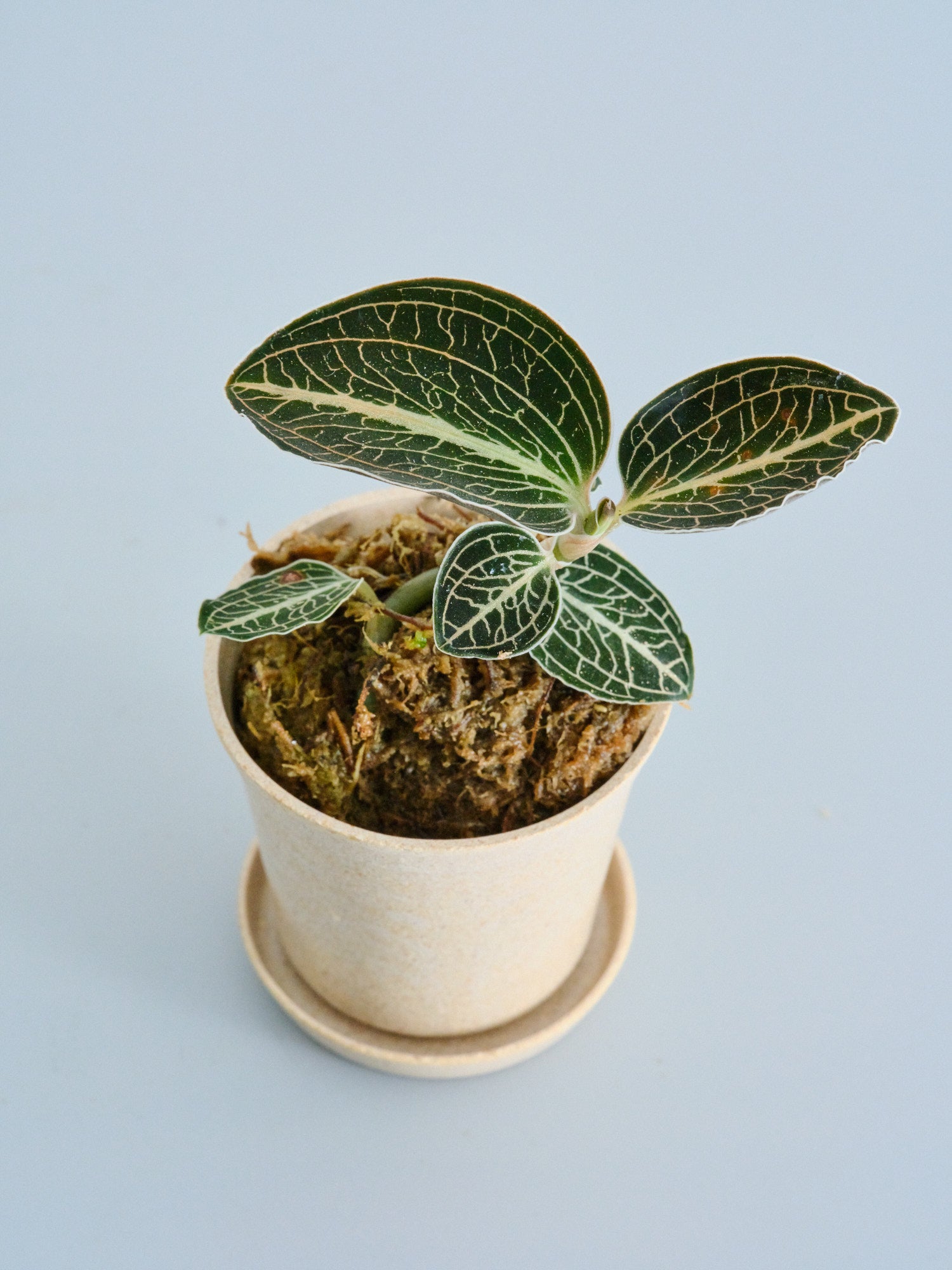 ジュエルオーキッド（アネクトキルス ロクスバーギー ローズゴールド