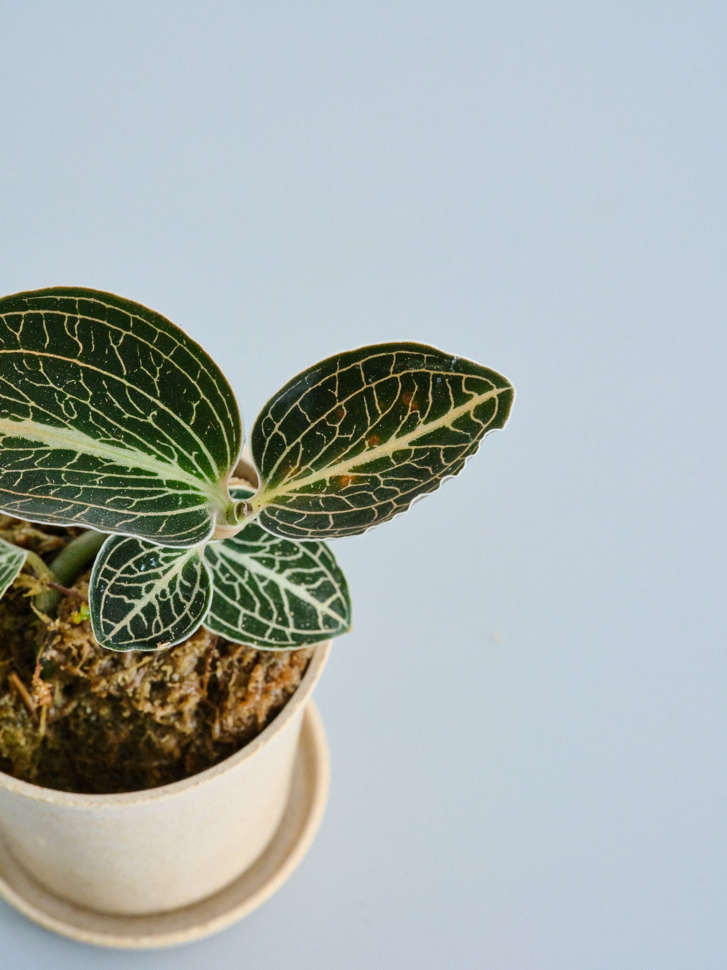 ジュエルオーキッド（アネクトキルス ロクスバーギー ローズゴールド