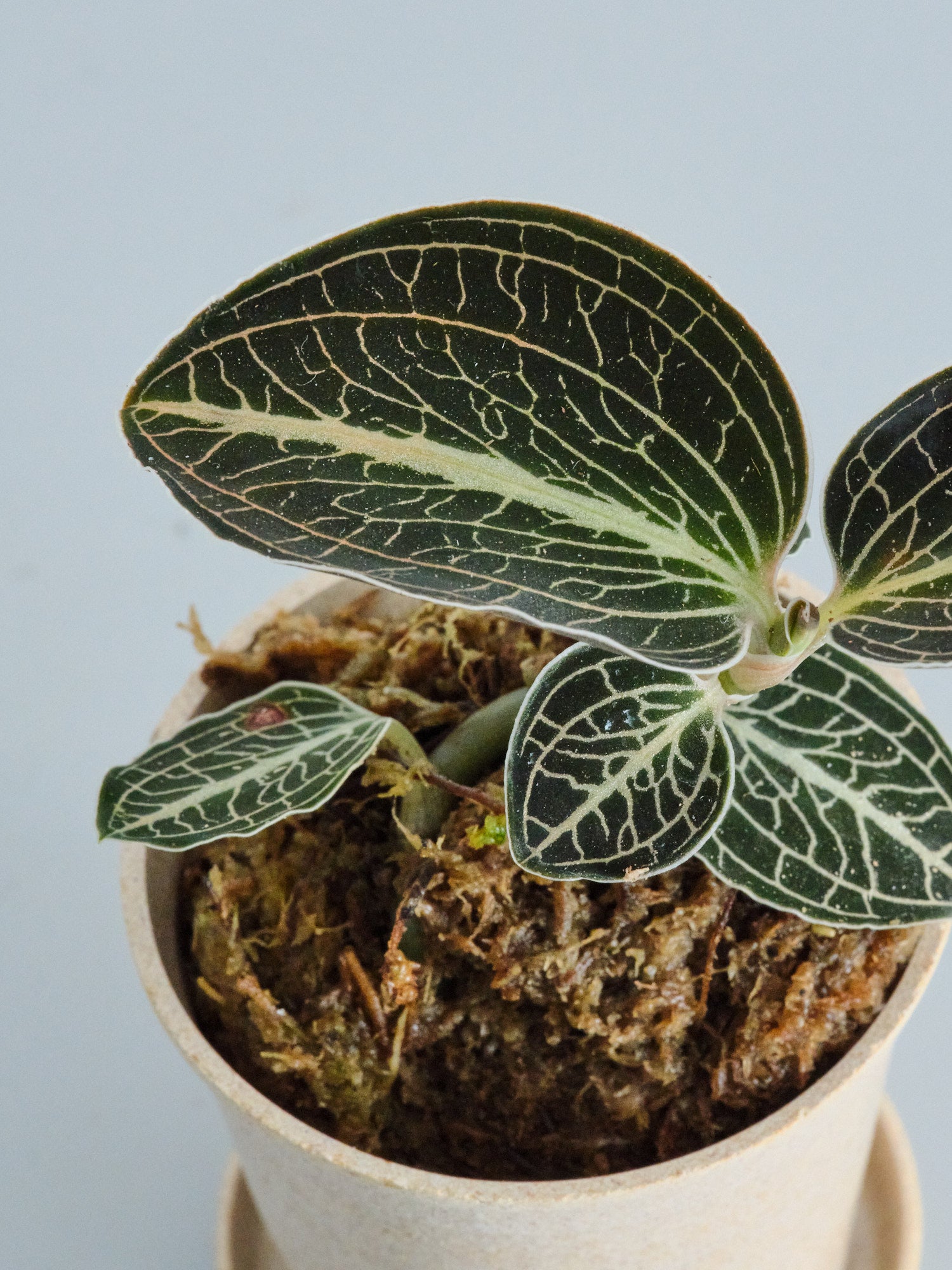 ジュエルオーキッド（アネクトキルス ロクスバーギー ローズゴールド