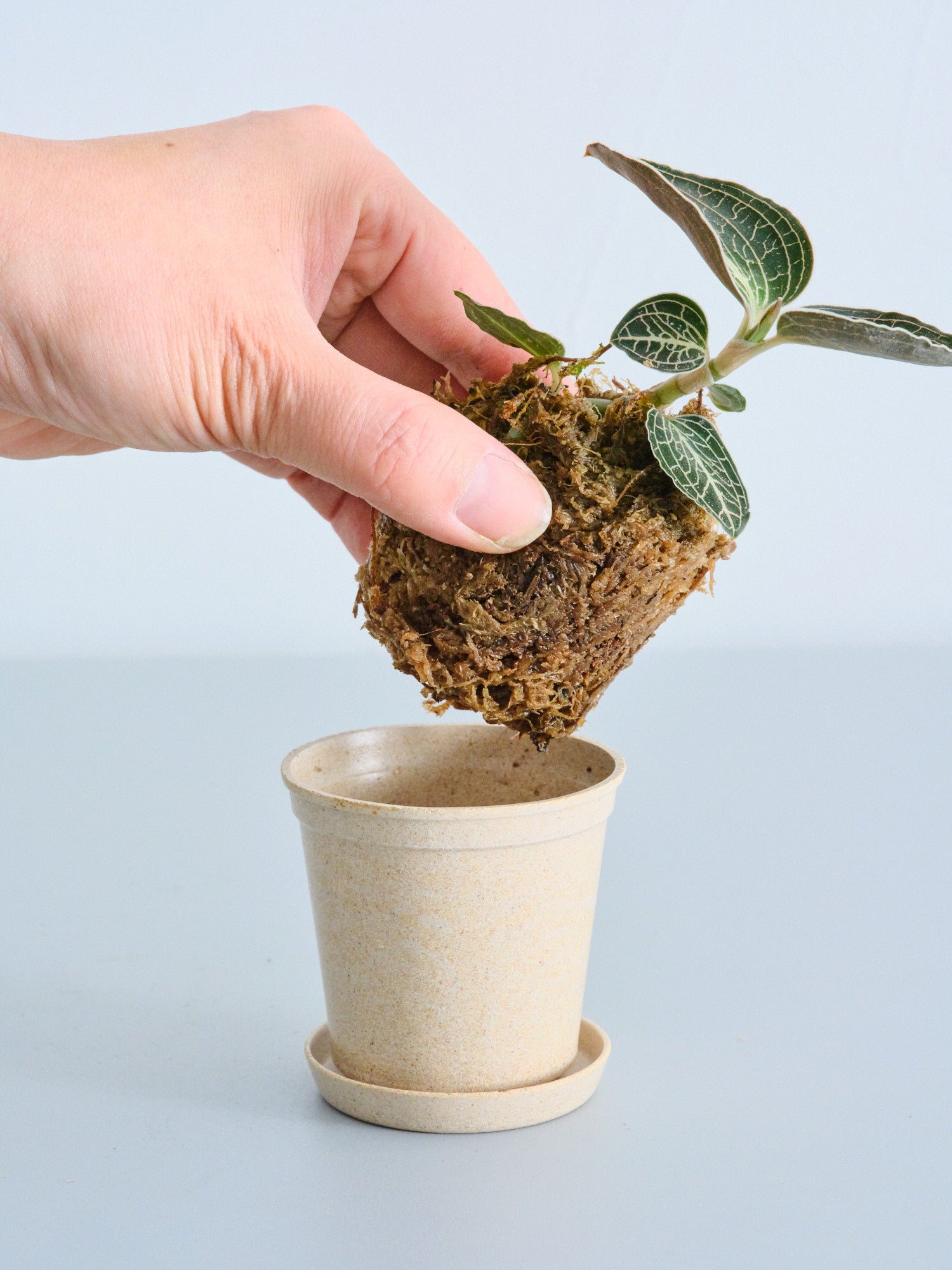 ジュエルオーキッド（アネクトキルス ロクスバーギー ローズゴールド