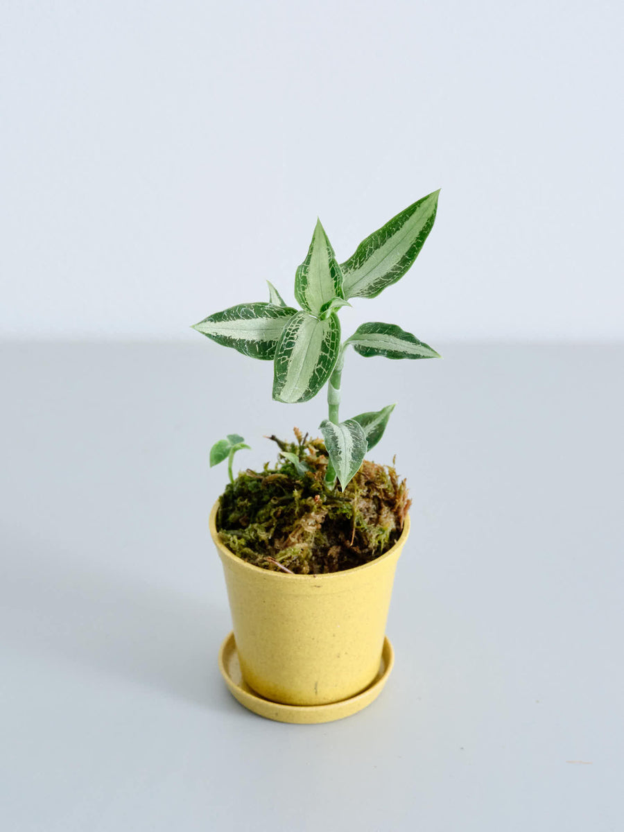 ジュエルオーキッド | 観葉植物の通販 AND PLANTS (アンドプランツ)