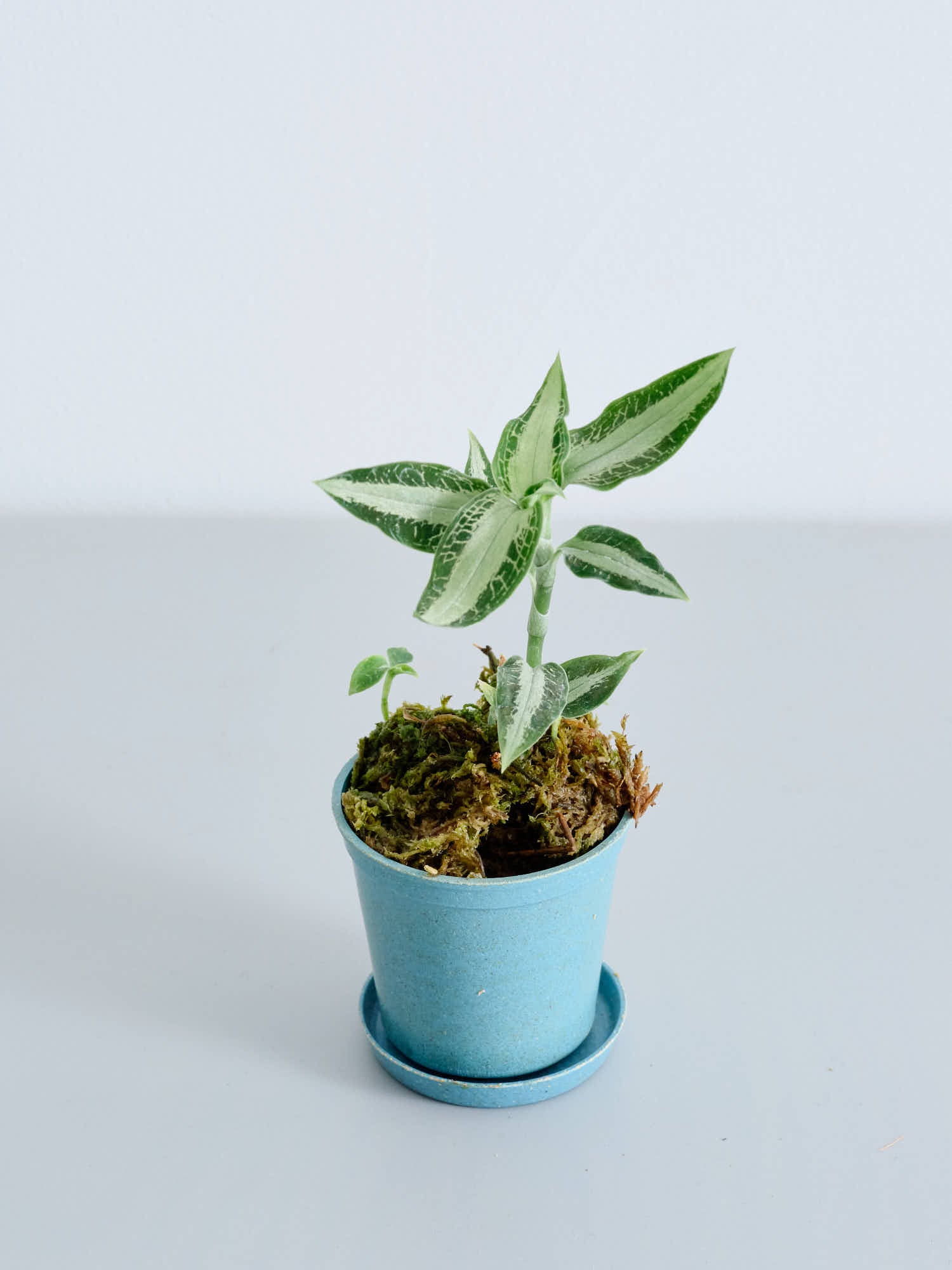 ジュエルオーキッド（アスピドギネ アルゲンティア）Baby | 観葉植物の