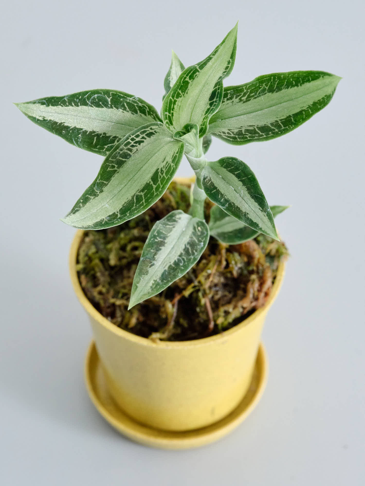 観葉植物　育成ケージ　ジュエルオーキッド　アグラオネマ　アガベ　等に 観葉植物 育成ケージ ジュエルオーキッド アグラオネマ アガベ 等に