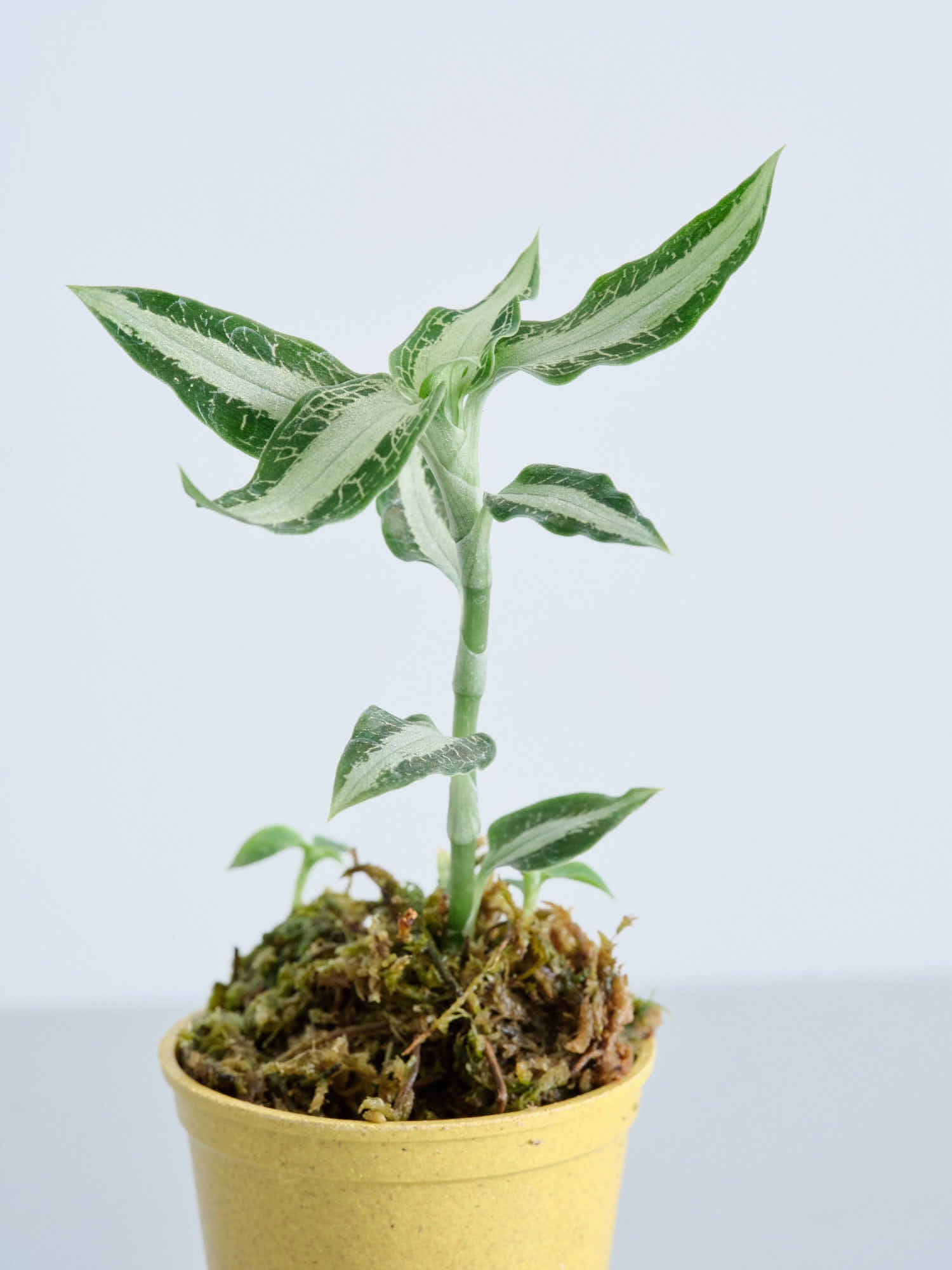 希少　アカンサセアエfrom Ecuador（maybe）／ジュエルオーキッド/ 希少 アカンサセアエfrom Ecuador（maybe）/ジュエルオーキッド