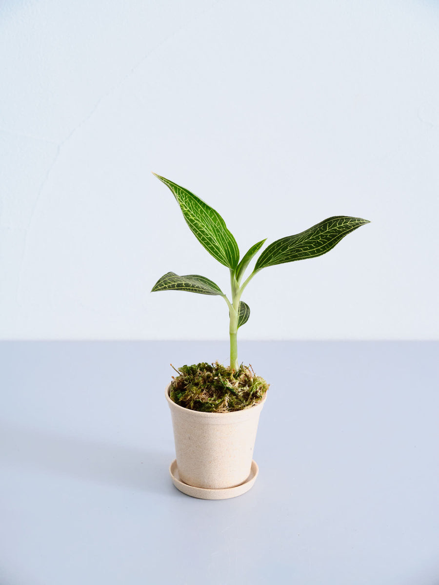 ジュエルオーキッド | 観葉植物の通販 AND PLANTS (アンドプランツ)