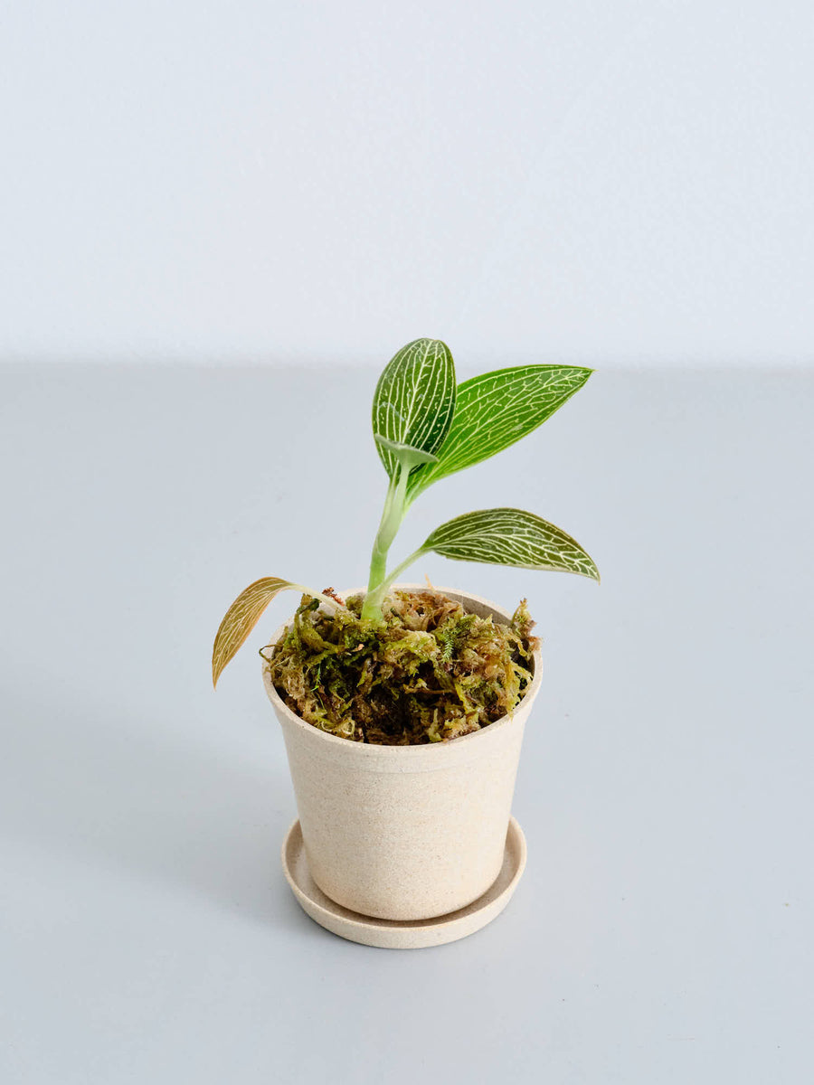ジュエルオーキッド | 観葉植物の通販 AND PLANTS (アンドプランツ)
