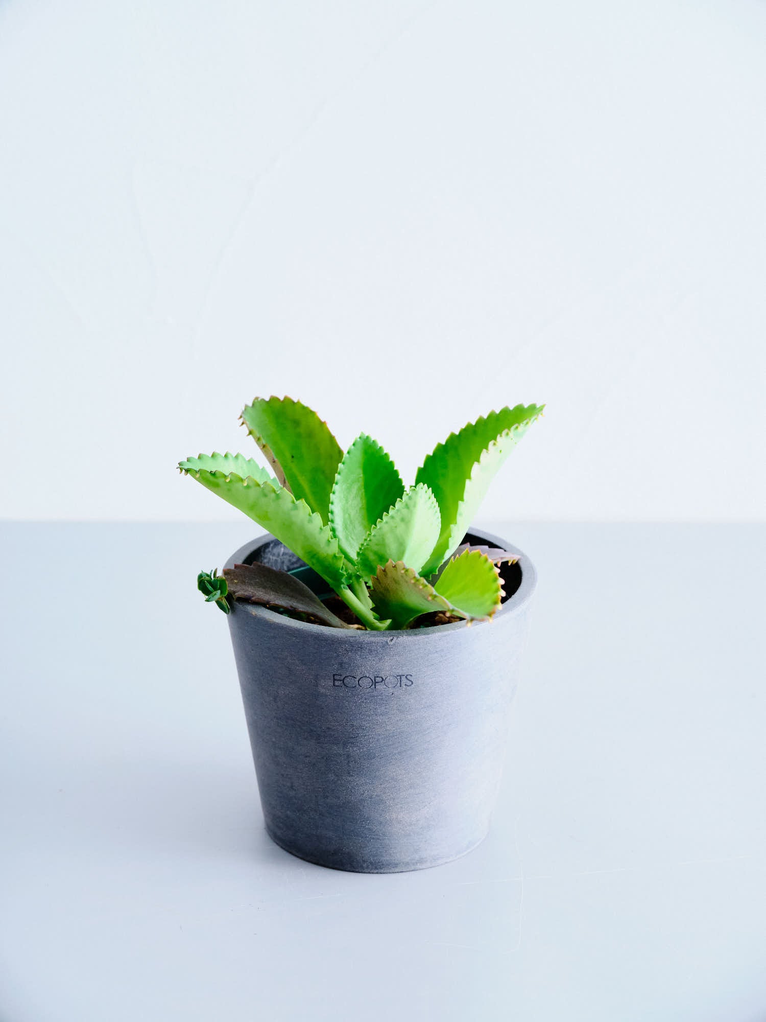 カランコエ | 観葉植物の通販 AND PLANTS (アンドプランツ)