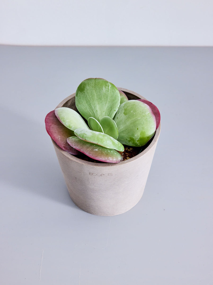 カランコエ・デザートローズ | 観葉植物の通販 AND PLANTS (アンド