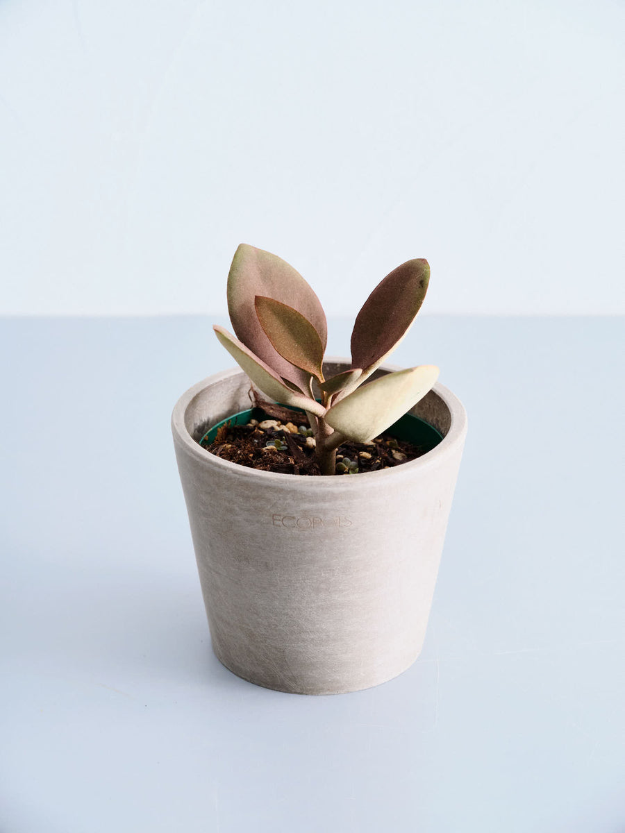 カランコエ | 観葉植物の通販 AND PLANTS (アンドプランツ)