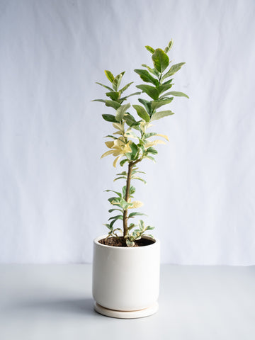 【一点もの】レモン ピンクレモネード  S #7