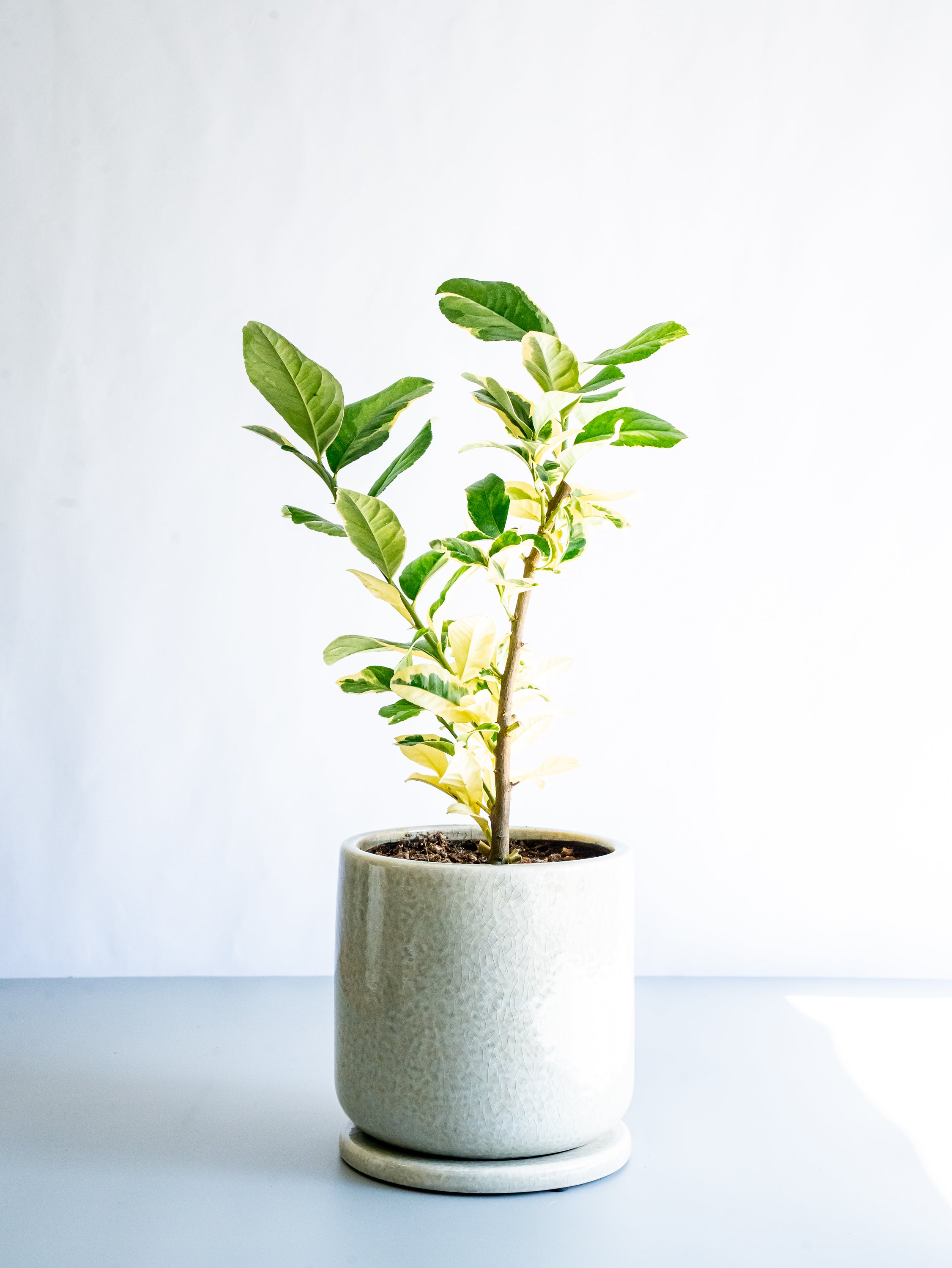 【一点もの】レモン ピンクレモネード  S #9