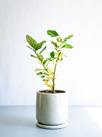 【一点もの】レモン ピンクレモネード  S #9