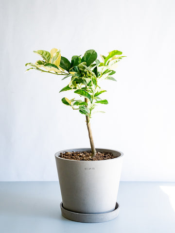 【一点もの】レモン ピンクレモネード  S #12