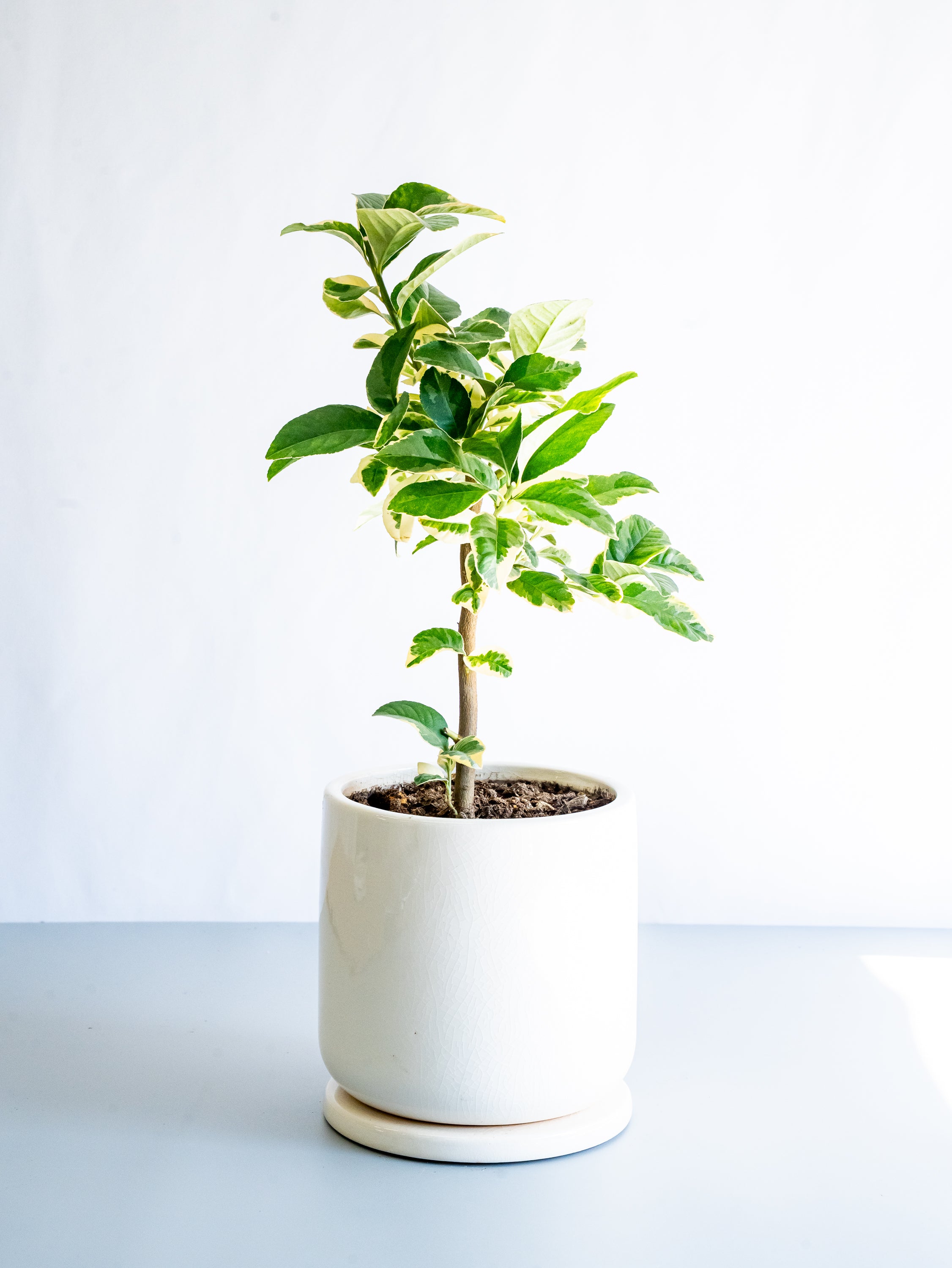 【一点もの】レモン ピンクレモネード  S #8